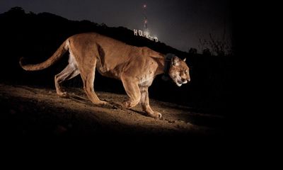 ‘He changed us’: the remarkable life of celebrity mountain lion P-22