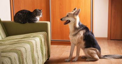 New petition calls for cost of living animal welfare fund to protect cats and dogs