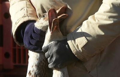 Europe gripped by worst ever bird flu outbreak: EU