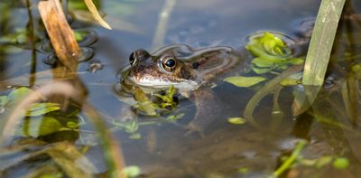 Five ways you can help stop biodiversity loss in your area – and around the world