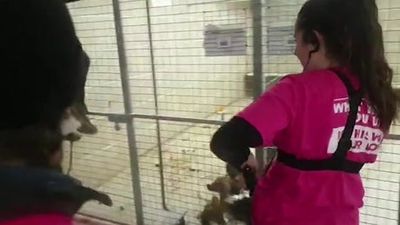 Animal Rebellion activists film dogs in captivity