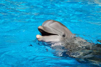 Alzheimer's disease comes for dolphins