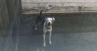 Deaf dog locked up and left to starve next to dead companion