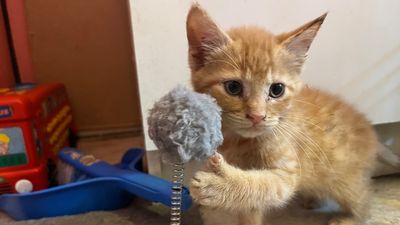 WA animal shelters issue Christmas plea with record numbers of surrendered pets