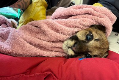 Critically ill mountain lion cub rescued in California