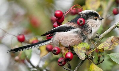 Country diary: In the bleak midwinter, the hedgerow waits for warmer days