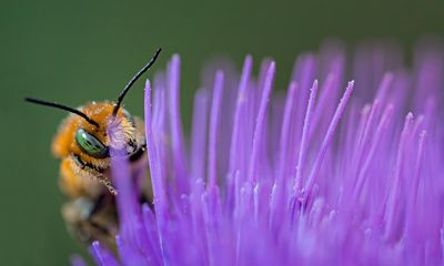 Plantwatch: how fertilisers interfere with flowers’ electric fields