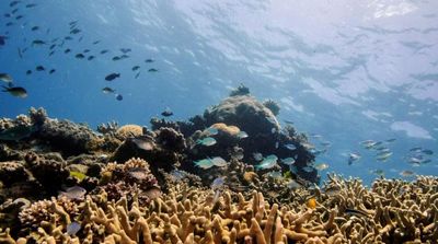 Scientists Successfully Freeze Great Barrier Reef Coral