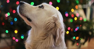 Animal experts' warning about common Christmas foods that can be toxic for cats and dogs