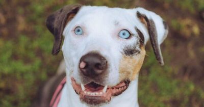 Deaf dog left with no food and water alongside dead animal in abandoned building