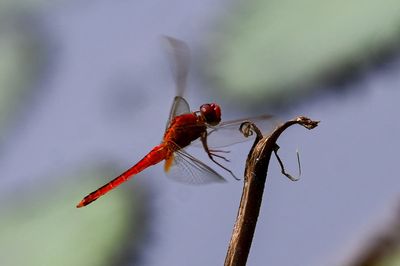 Small, fast-moving animals perceive time faster than large, slow ones, study finds