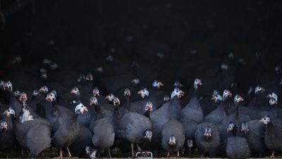 Europe in midst of worst ever bird flu outbreak, authorities warn