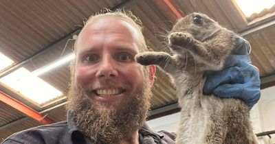 Mechanic trying to fix car opens bonnet to find rabbit staring at him