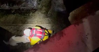 Heartwarming moment dog is rescued from water at the Baths