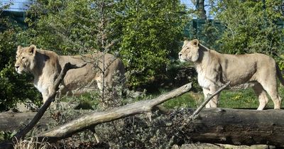 Dublin Zoo offering half-price tickets during Christmas holidays