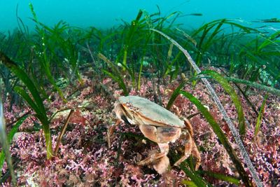 Four rewilding projects across Scotland awarded new funding