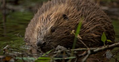 Approval given to release beavers at the Loch Lomond National Nature Reserve near Gartocharn