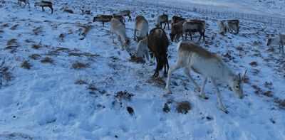 Reindeer eyes change color, putting Rudolph's red nose in the shade – new research podcast