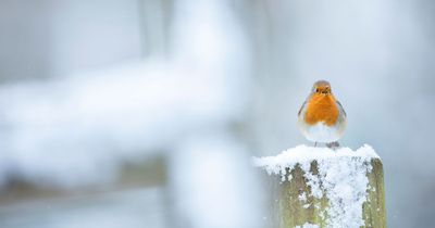 3 tips to help Northern Ireland wildlife survive the cold winter