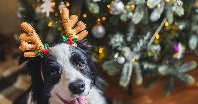 Christmas foods toxic to pets as owners warned to look out for symptoms of illness