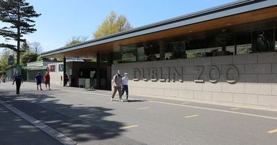 Dublin Zoo is offering half price tickets in days after Christmas after bumper year