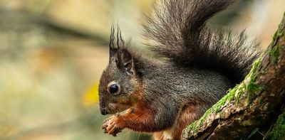 Squirrelpox outbreak detected in north Wales – without a vaccine, the disease will keep decimating red squirrels