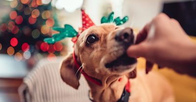 Christmas food and plants that are toxic to pets