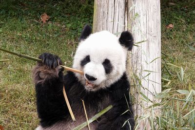 Bye-bye Ya Ya and Le Le: Memphis pandas to be returned to China