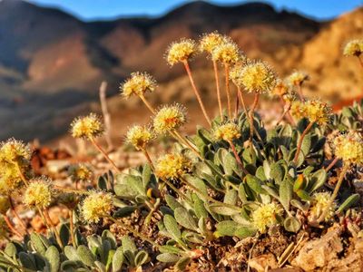Feds launching review of mine at site of endangered flower