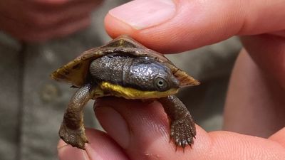 Endangered Manning River turtle hatchlings spotted in NSW after four years of surveying