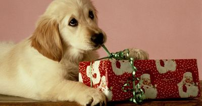 British pet owners set to spend £873million on Christmas gifts for beloved fur babies