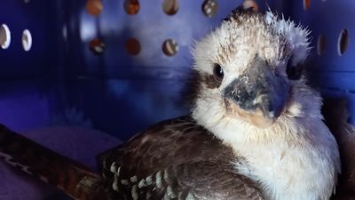 Wildlife carers' plea for action to stop people shooting native birds