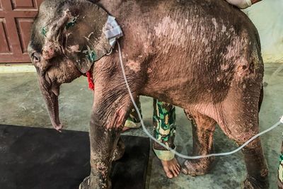 Rescued calf 'Thanwa' dies