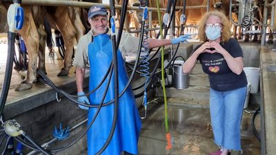 Norco's Christmas bonus for dairy farmers despite $27.5 million record loss