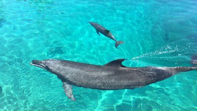 Researchers find signs of Alzheimer's disease in dolphins