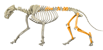 Sabretooth cats hunted on South Africa's coast 5 million years ago: this old one was in pain