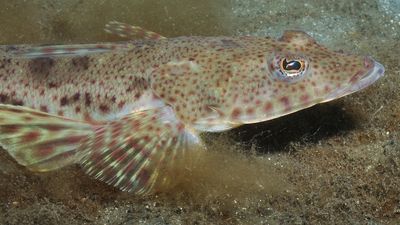 Sand flathead, the most popular fish for Tasmanian anglers, now at 'depleted' status