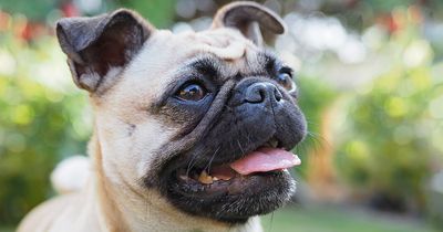 Animal expert warns of common Christmas foods that can be toxic for cats and dogs