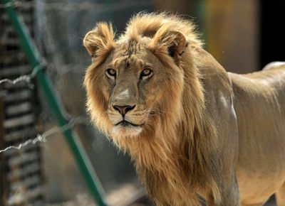 Lions killed after escape bid from Sudan paramilitaries