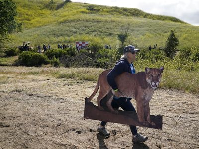 The legacy of Hollywood mountain lion P-22 lives on in wildlife conservation efforts