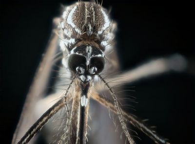 A “super-resistant” gene mutation in mosquitoes may increase the risk of dengue, a study finds