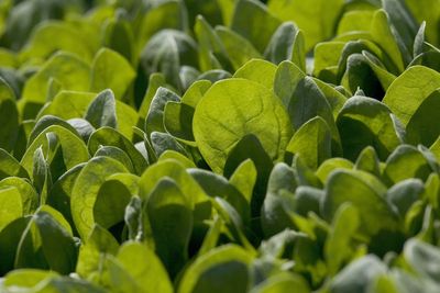 Toxic ‘devil’s trumpet’ weed behind hallucinations in Australia’s spinach crisis