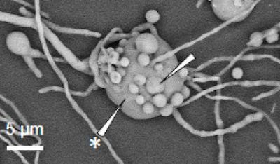 Why a book-loving fungus has alien-hunting scientists excited