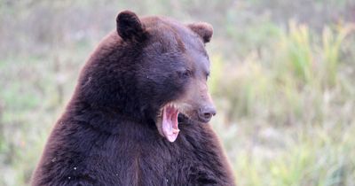 Bear escapes zoo and attacks keeper before terrified workers forced to shoot it dead