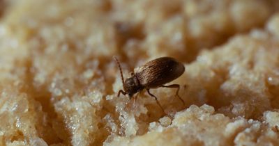 National Trust beauty spot infested with swarming Australian spider beetles