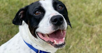 Adorable Edinburgh dog searching for new owner to 'go hillwalking with'