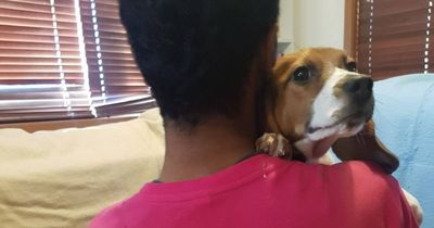 18 Beagles liberated from UK test breeding facility by animal welfare campaigners