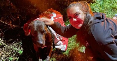 Dog found abandoned with stab wounds put down in 'tremendously upsetting situation'
