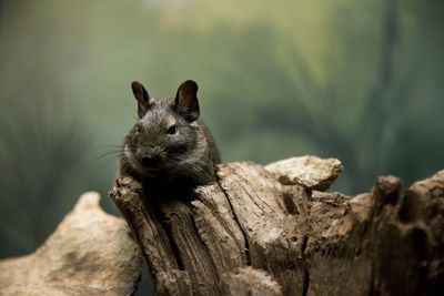 A small Chilean rat could be the next step forward for Alzheimer’s research