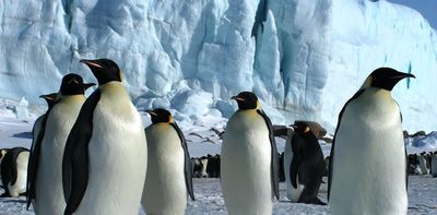 Antarctica's emperor penguins could be extinct by 2100 – and other species may follow if we don't act